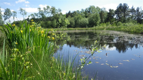 PondWorlds-End-Strensall-1-scaled